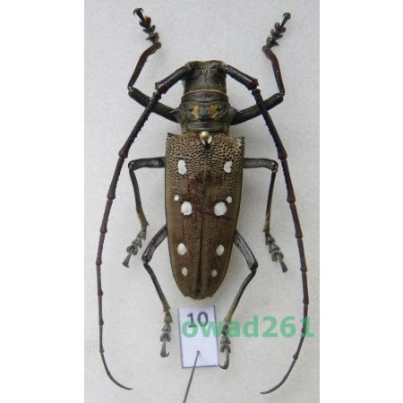 Batocera rubus (Linnaeus, 1758) male Thailand 42mm10